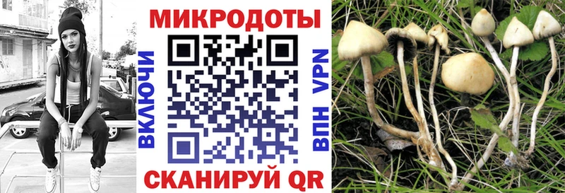 купить   Урай  Галлюциногенные грибы Psilocybine cubensis 