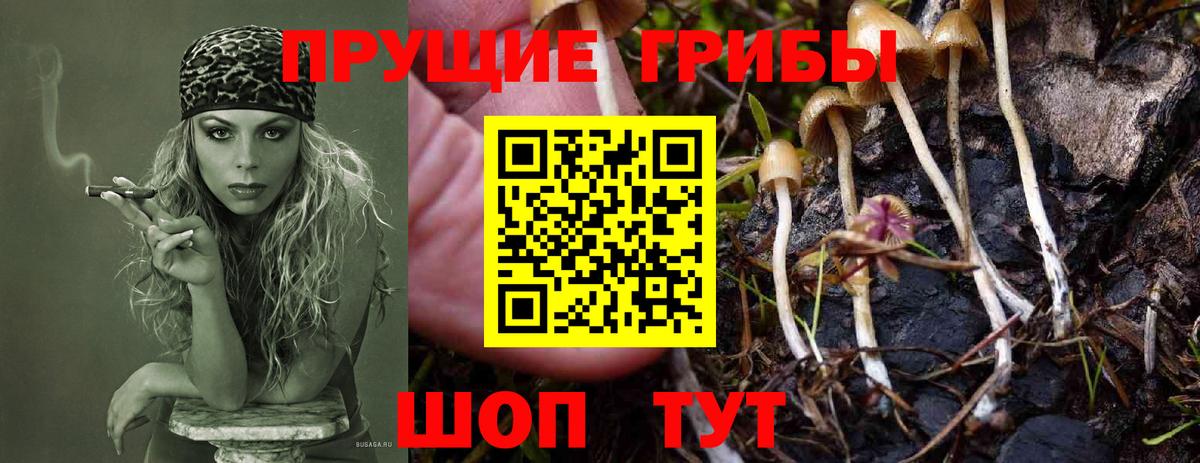 Псилоцибиновые грибы мухоморы  Урай  Галлюциногенные грибы Psilocybe 